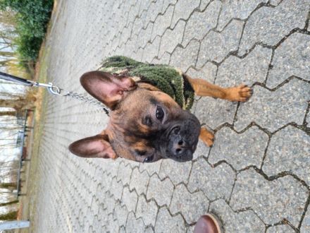 ***NOTVERKAUF*** Liebe Hundeliebhaber Unser kleine