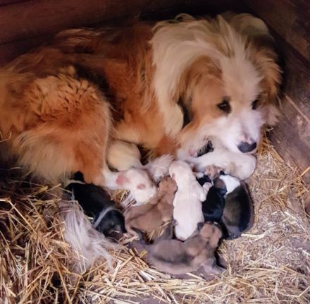 Hallo wir suchen für unsere Luna ein neues Zuhause. Sie