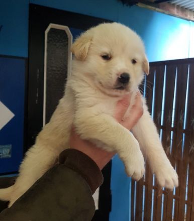 Hallo wir suchen für unsere Luna ein neues Zuhause. Sie