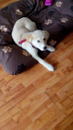 Hallo wir suchen für unsere Luna ein neues Zuhause. Sie