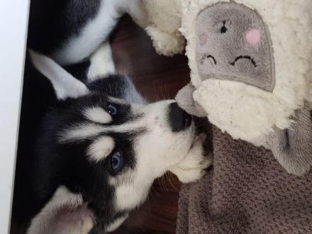 Ich verkaufe meinen weiblichen Huskywelpen aus privaten