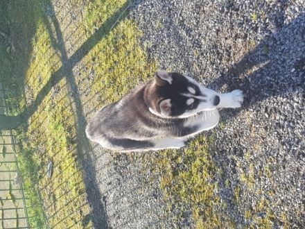 Ich verkaufe meinen weiblichen Huskywelpen aus privaten