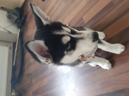 Ich verkaufe meinen weiblichen Huskywelpen aus privaten