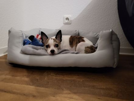 Rocko, 8 Jahre alter Hund sucht ein neues Zuhause . Am