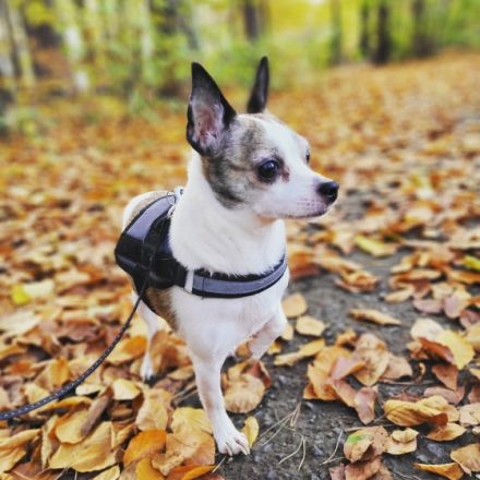 Rocko, 8 Jahre alter Hund sucht ein neues Zuhause . Am