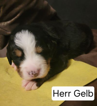 Berner Sennen Welpen