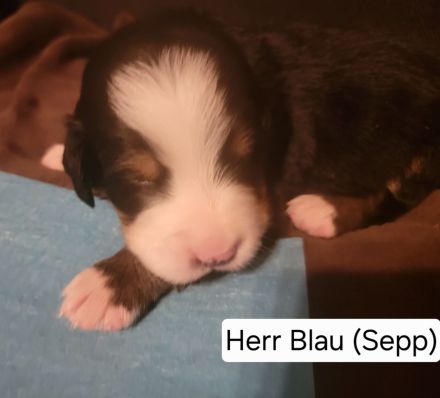 Berner Sennen Welpen