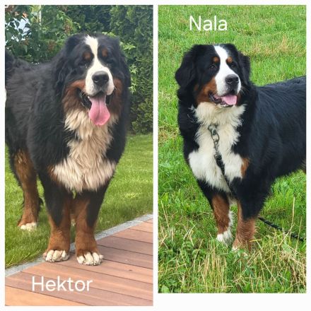 Berner Sennen Welpen