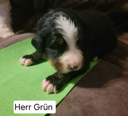 Berner Sennen Welpen