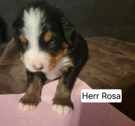 Berner Sennen Welpen