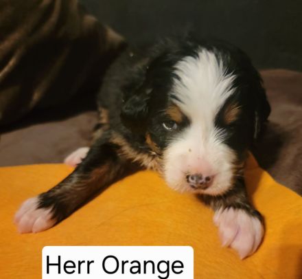 Berner Sennen Welpen