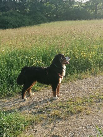 Berner Sennen Welpen