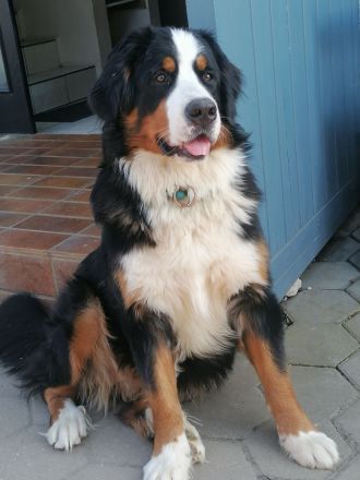 Berner Sennen Welpen