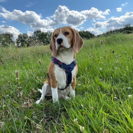 Deckrüde mit Ahnentafel + Zuchtzulassung