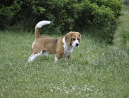 Deckrüde mit Ahnentafel + Zuchtzulassung