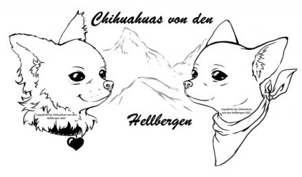Chihuahuas von den Hellbergen