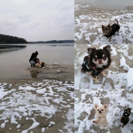 Hundepension von den Hellbergen