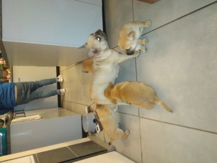 Unser Welpen sind am 31.12.21 geboren sie sind alle