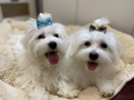 Reinrassige Mini Malteser (2 Rüden) suchen neues zu