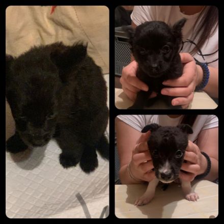 Zum Verkauf stehen 7 Welpen. 4xMädchen und 3xJunge Die