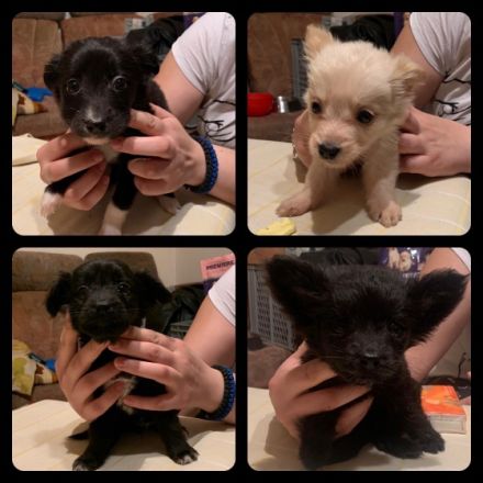 Zum Verkauf stehen 7 Welpen. 4xMädchen und 3xJunge Die