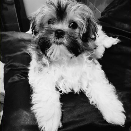 Shi Tzu Welpen geboren 15.12.2022 rüde sucht eine gute