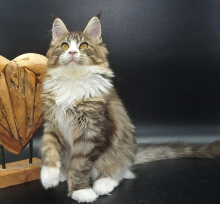 Wir haben noch 2 wunderschöne Maine Coon Mädchen