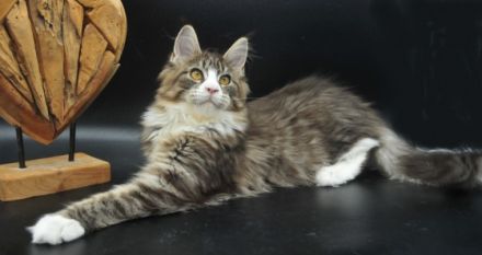 Wir haben noch 2 wunderschöne Maine Coon Mädchen