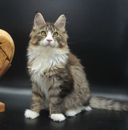 Wir haben noch 2 wunderschöne Maine Coon Mädchen