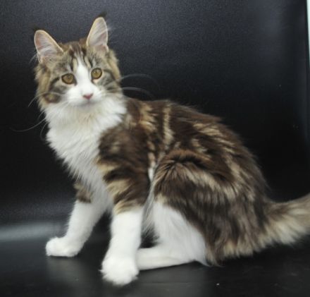 Wir haben noch 2 wunderschöne Maine Coon Mädchen