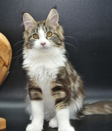 Wir haben noch 2 wunderschöne Maine Coon Mädchen