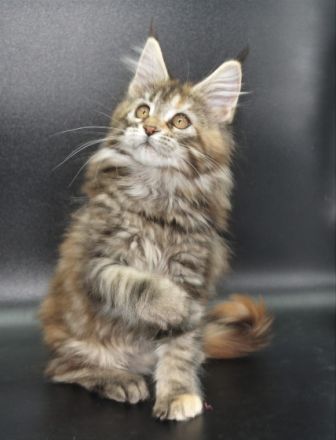 Wir haben noch 2 wunderschöne Maine Coon Mädchen