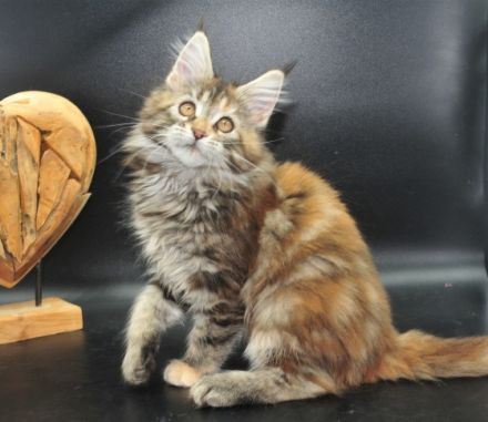 Wir haben noch 2 wunderschöne Maine Coon Mädchen