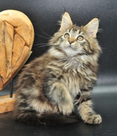 Wir haben noch 2 wunderschöne Maine Coon Mädchen