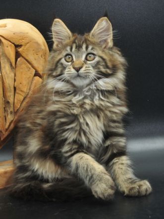 Wir haben noch 2 wunderschöne Maine Coon Mädchen