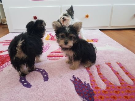 Papa: Mini Yorkshire Terrier Biewer (vorwiegend weiß)