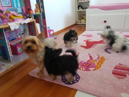 Papa: Mini Yorkshire Terrier Biewer (vorwiegend weiß)