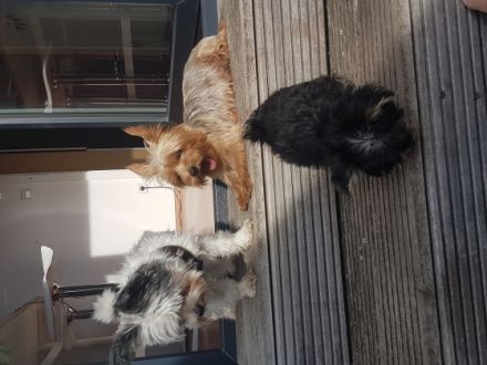 Papa: Mini Yorkshire Terrier Biewer (vorwiegend weiß)