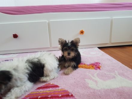 Papa: Mini Yorkshire Terrier Biewer (vorwiegend weiß)