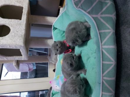 Wunderschönen Bkh Kitten, Britisch Kurzhaar