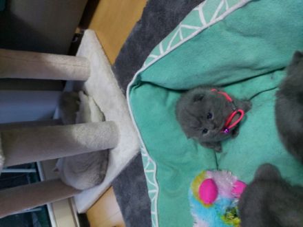 Wunderschönen Bkh Kitten, Britisch Kurzhaar