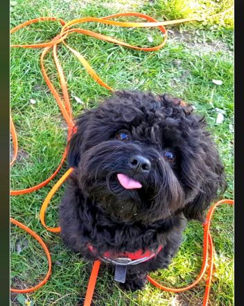 Emilio von den Löwenherzen (Mailo)