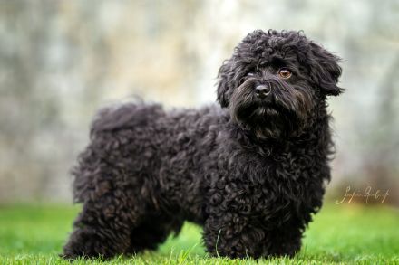 Emilio von den Löwenherzen (Mailo)