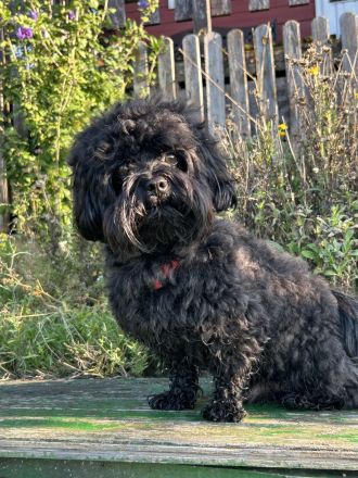 Emilio von den Löwenherzen (Mailo)