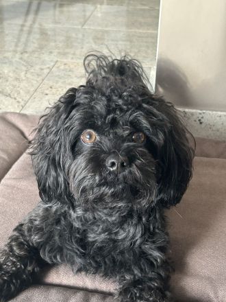 Emilio von den Löwenherzen (Mailo)