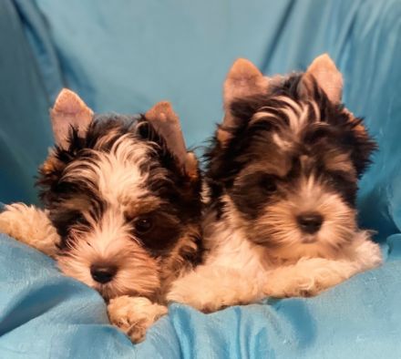 Reinrassige Mini Biewer Yorkshire Terrier Rüden mit