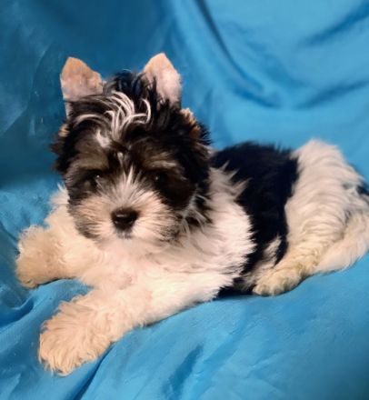 Reinrassige Mini Biewer Yorkshire Terrier Rüden mit