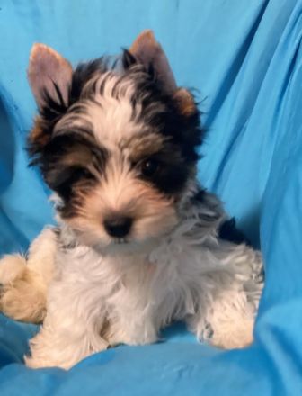 Reinrassige Mini Biewer Yorkshire Terrier Rüden mit