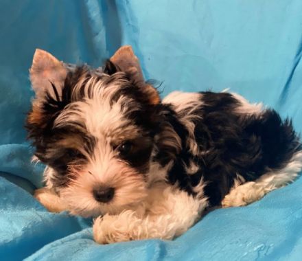 Reinrassige Mini Biewer Yorkshire Terrier Rüden mit