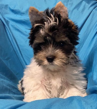 Reinrassige Mini Biewer Yorkshire Terrier Rüden mit